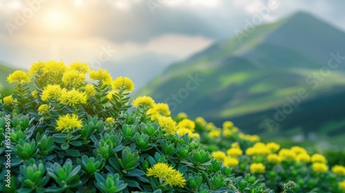 Rhodiola rosea in bloom: an adaptogenic herb for stress relief and improved energy