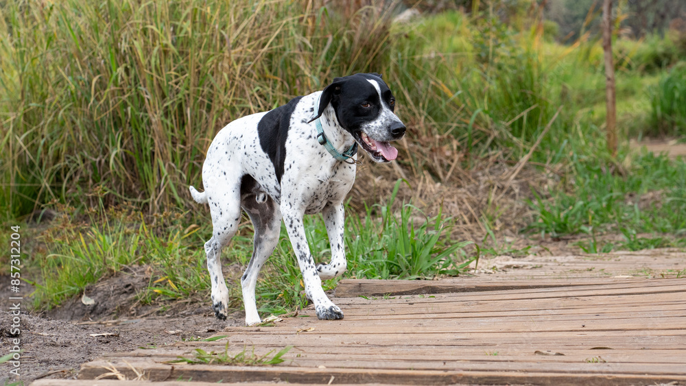 Black and white dog is standing on a wooden bridge with lush bushes behind. Black and white dog is standing on a wooden bridge with lush bushes behind.