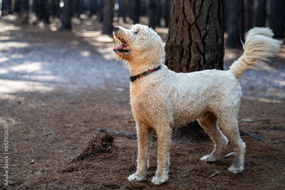 White poodle on the ground near a tree gazes upward White poodle on the ground near a tree gazes upward