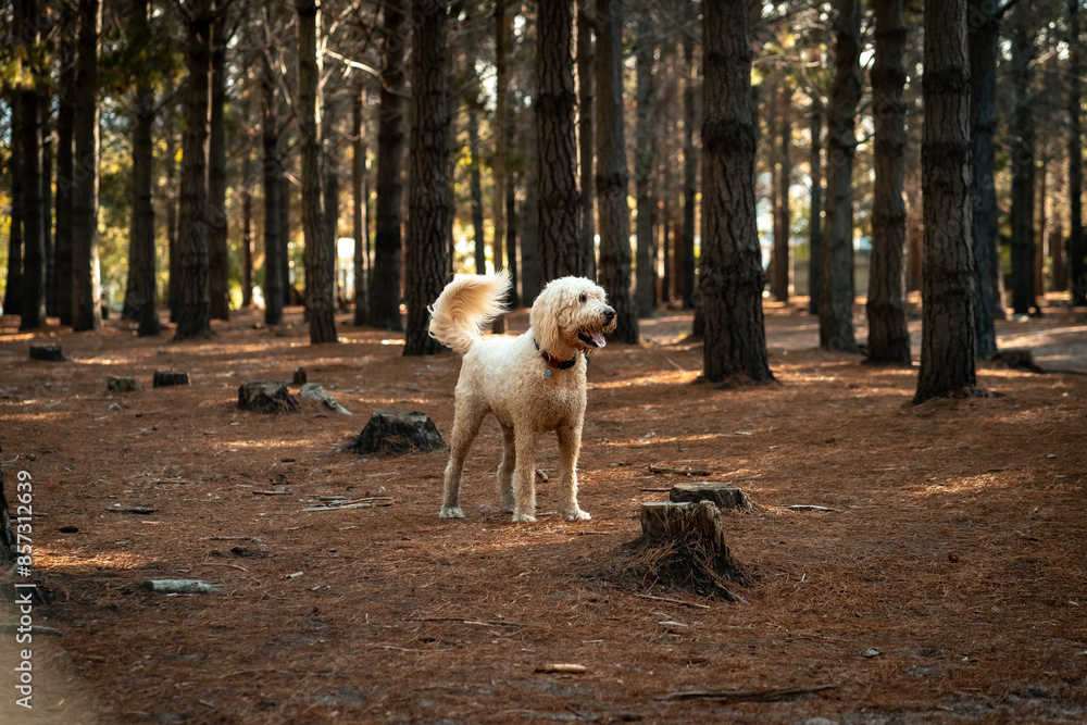White poodle in a pine forest surrounded by pine needles White poodle in a pine forest surrounded by pine needles