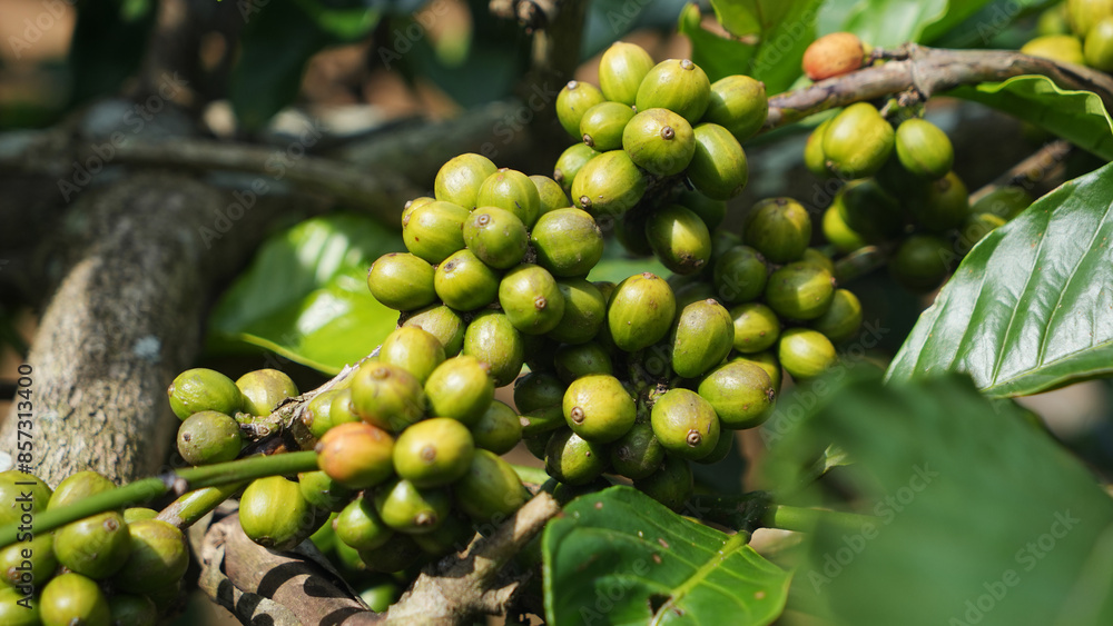 Coffee bean in the coffee trees, at the coffee plantation area Coffee bean in the coffee trees, at the coffee plantation area