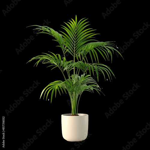 Green Howea Palm Tree in Flowerpot Isolated on transparent background