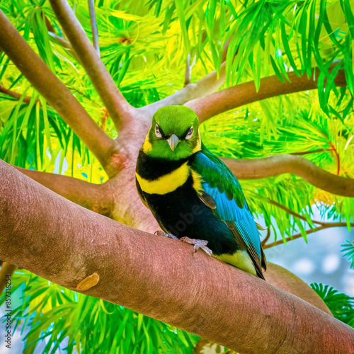 natural cute bird HDR PHOTO 