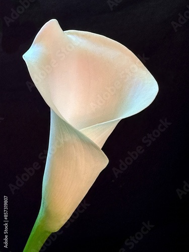 Closeup of calla lilly on a black background