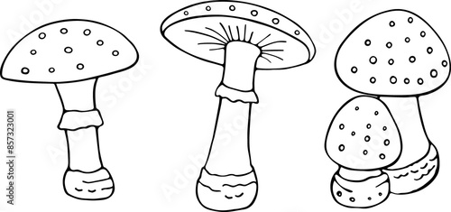 Fly agaric (Amanita muscaria), poisonous and medicinal mushroom. Hand drawn botanical vector illustration