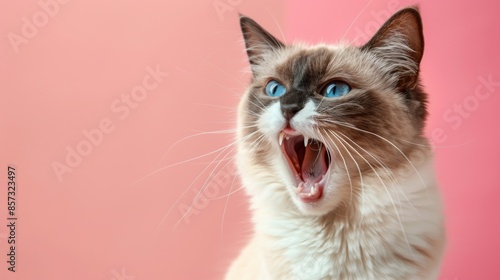 Snowshoe, angry cat baring its teeth, studio lighting pastel background