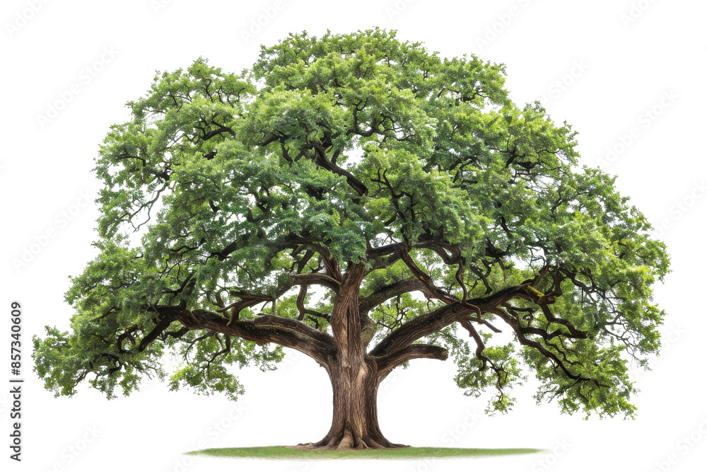 Obraz premium A majestic oak tree with sprawling branches and lush green leaves, isolated on a transparent background. Perfect for nature, environment, or botanical uses.