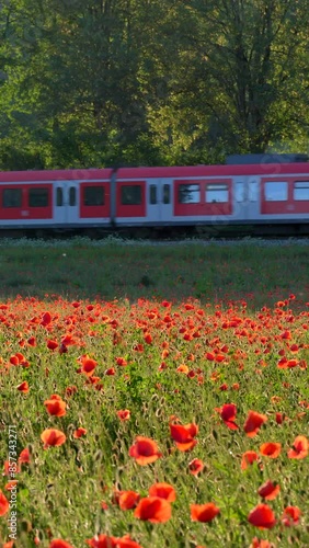 Personenzug, S-Bahn fährt durch die Landschaft an einem Mohnfeld im Abendlicht, Mohn (Papaver), Bayern, Deutschland, Europa