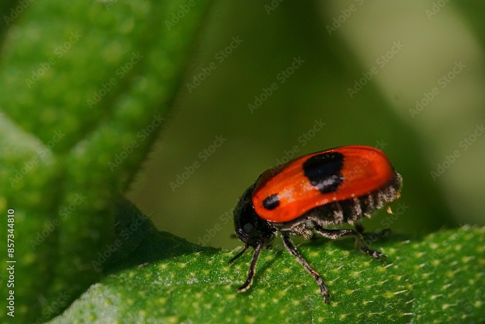 Macro shot with a red ant bag beetle on a leaf; Clytra Laeviuscula Macro shot with a red ant bag beetle on a leaf; Clytra Laeviuscula