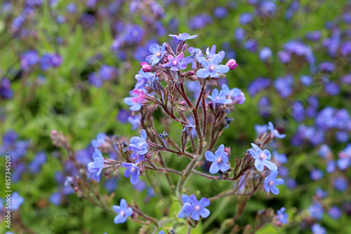 Background, blossom Anchusa azurea, bugloss (family Boraginaceae).