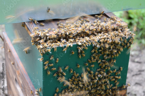 Abeilles regroupées sur les ruches pendant que l'apiculteur entretient ces dernières.
