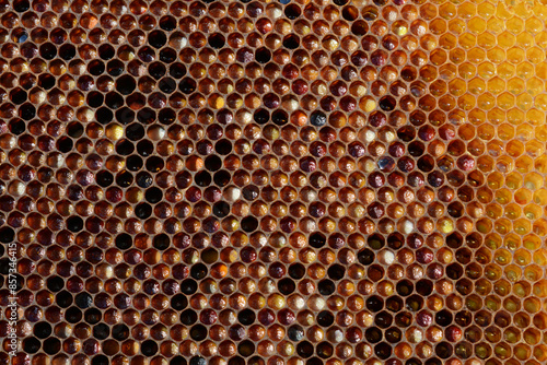 Le travail des abeilles : cadres remplis d'alvéoles contenant les œufs, les larves, le miel.