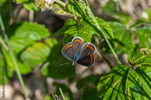 Lycaenidae / Çokgözlü Esmer / Brown Argus / Polyommatus agestis photo