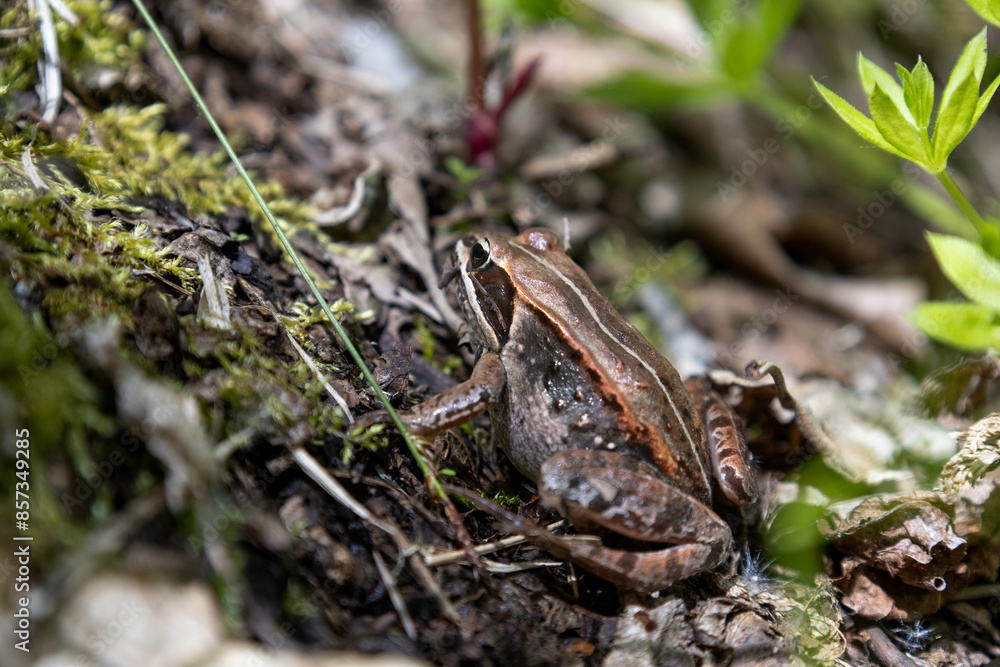 Toad resting in the sun in Canadian Riding Mountain National Park Toad resting in the sun in Canadian Riding Mountain National Park