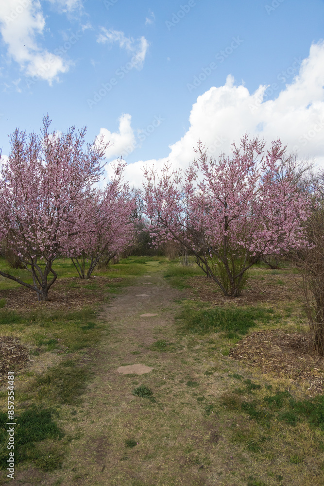 Blooming peach trees in an orchard with blue sky and white clouds in background Blooming peach trees in an orchard with blue sky and white clouds in background