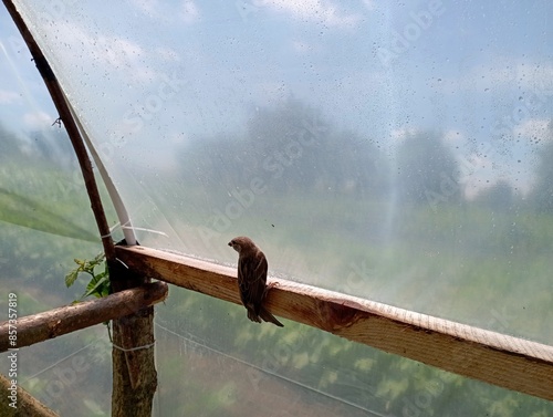 Canvas Print A small sparrow bird sits on a wooden rail in a plastic wrap greenhouse