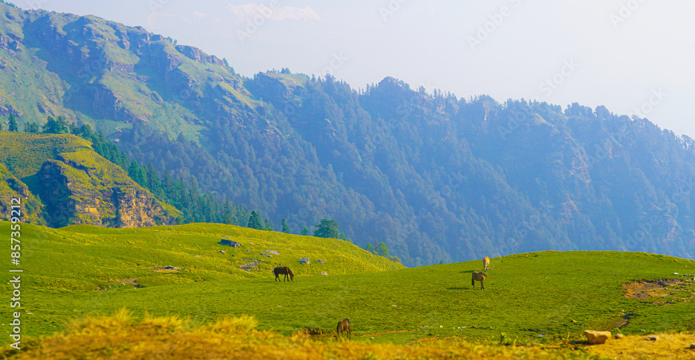 Obraz premium Mule and horse are grazing in the beautiful valley