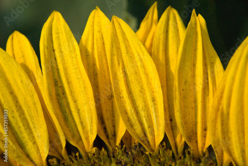 Blumen und Blüten des Sommers