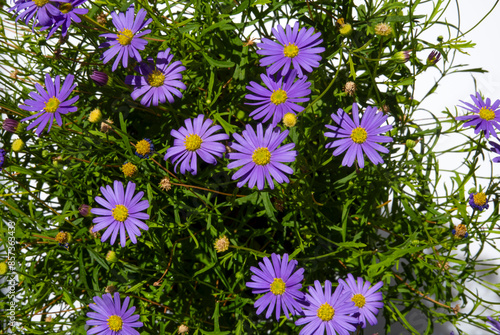 Tiny Purple Daisy Flowers With Yellow Centers On a Background Of Lush Green Leaves. Flowers In The Sunny Summer Garden. Aster Woods Blue. Michaelmas Daisy. Lavender Blue Daisy-like Flowers.  photo