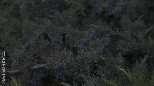 Frutos del bosque de bariloche patagonia 