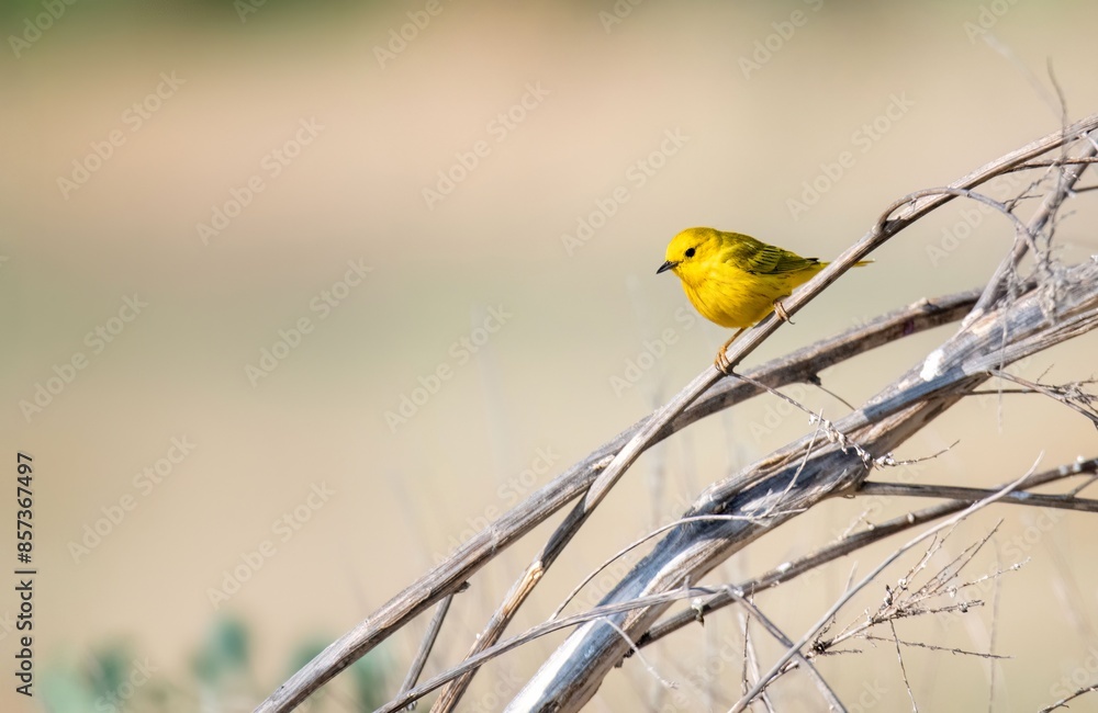 Fototapeta premium Yellow warbler perched on twigs looking bright and yellow