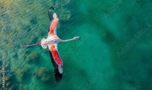 Wallpaper Mural Image. Aerial view on the flamingo flying over the sea --ar 5:3 Job ID: 65963103-377a-446b-8de6-2368736df193 Torontodigital.ca
