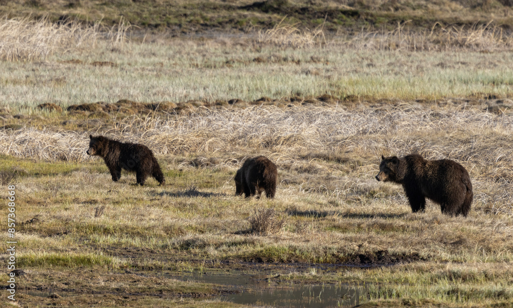 Grizzly Bear Sow and Cubs in Yellowstone Naitonal Park Wyoming in Springtime Grizzly Bear Sow and Cubs in Yellowstone Naitonal Park Wyoming in Springtime