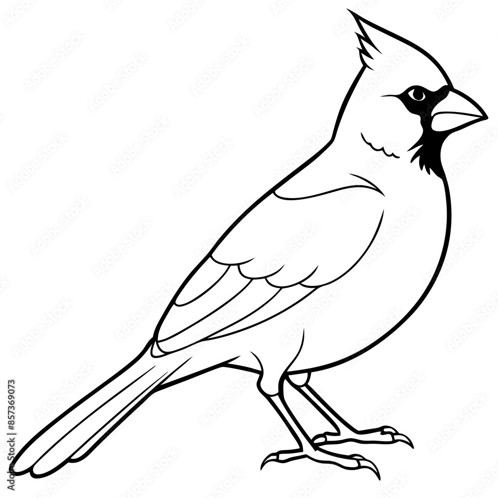 Obraz premium Cardinal line art vector illustration