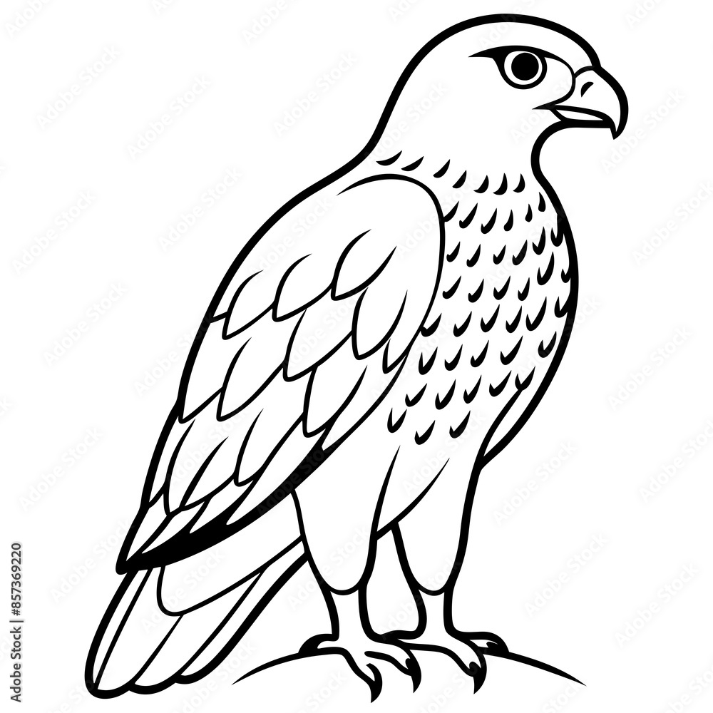 Fototapeta premium Peregrine Falcon line art vector illustration