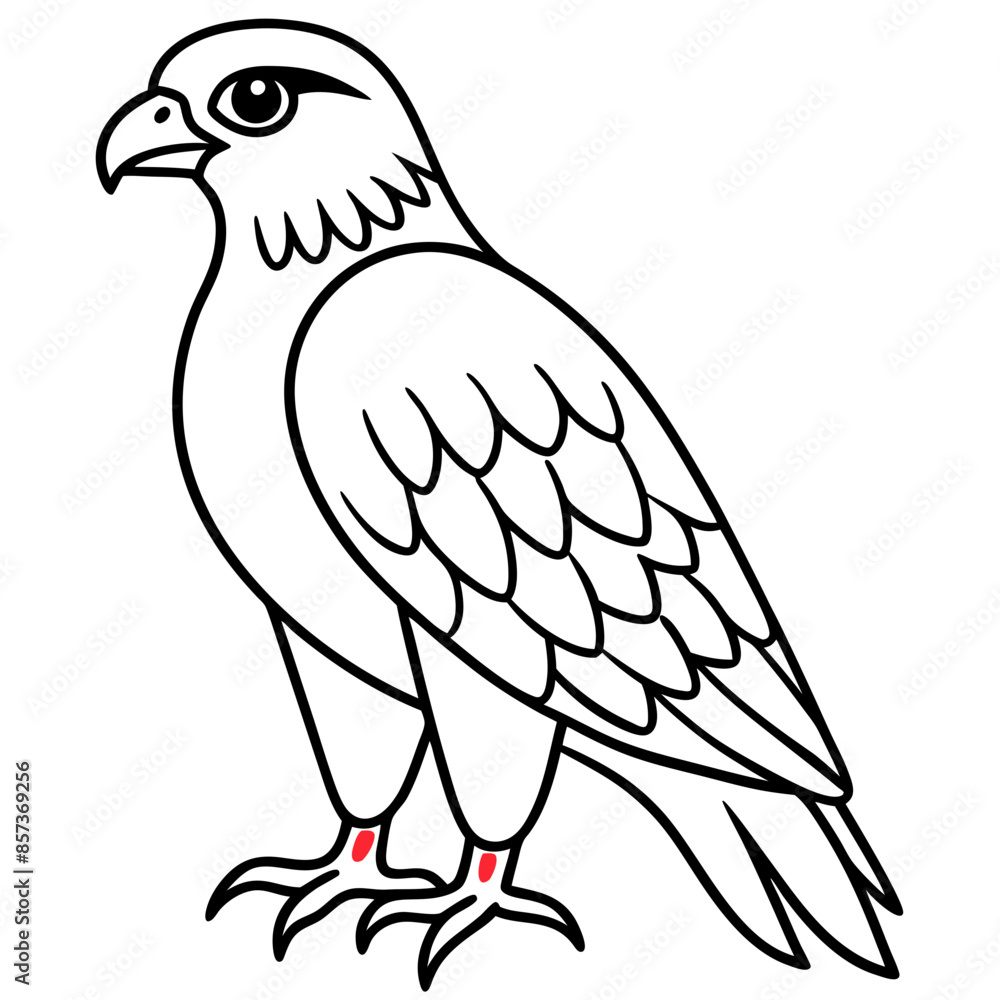Red-tailed Hawk line art vector illustration Red-tailed Hawk line art vector illustration