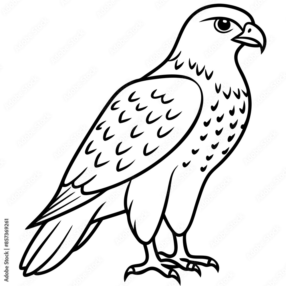 Fototapeta premium Red-tailed Hawk line art vector illustration