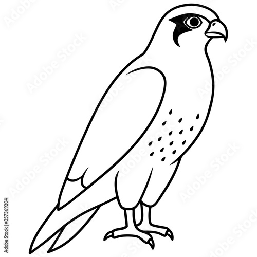 Peregrine Falcon line art vector illustration