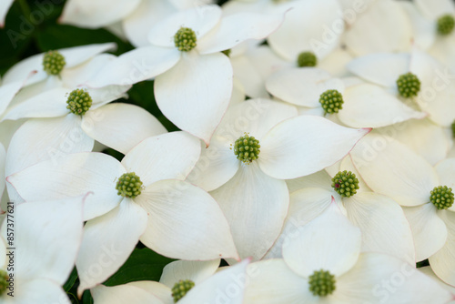 Close-up and background of flowering Japanese flowering dogwood 'Beni Fuji' (Cornus kousa) protrude blooming white next to each other on the tree. photo