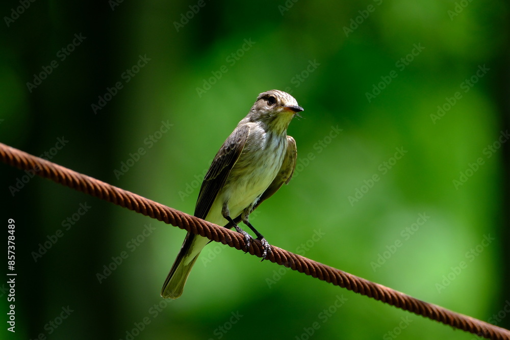 Fototapeta premium Bird sitting on a branch. Spotted flycatcher (Baeolophus bicolor)