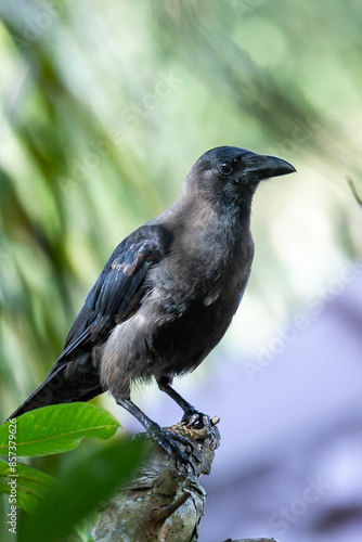 A black carrion beautiful crow on a green background 