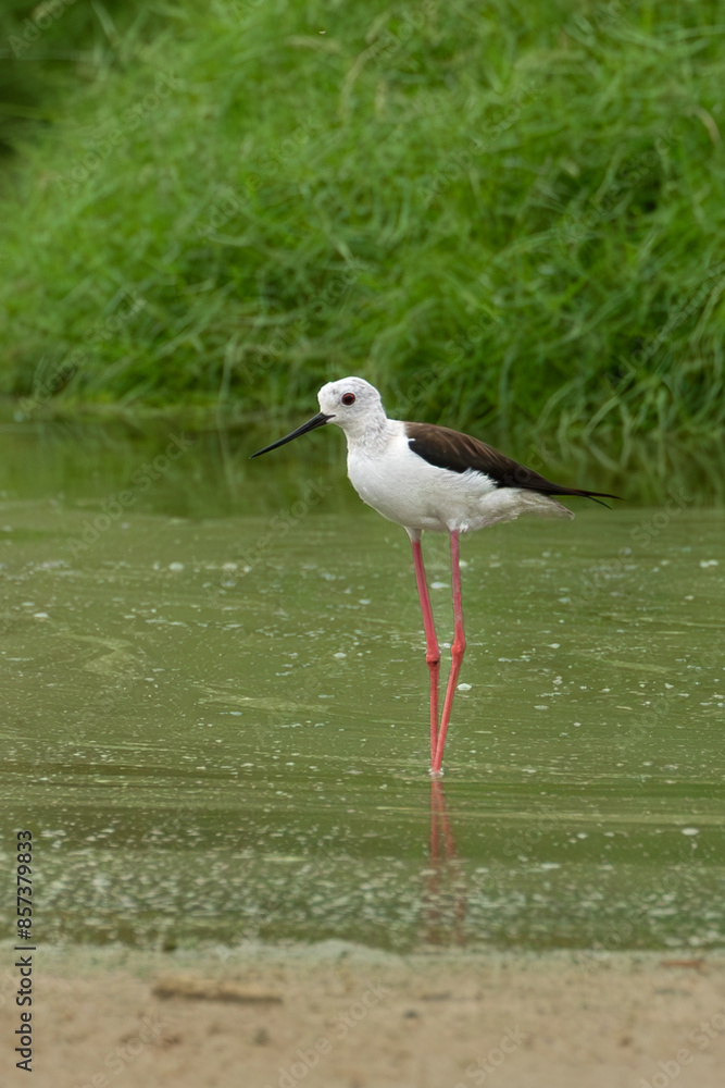 Beautiful black winged stilt in Kuwait Natural reserve Beautiful black winged stilt in Kuwait Natural reserve