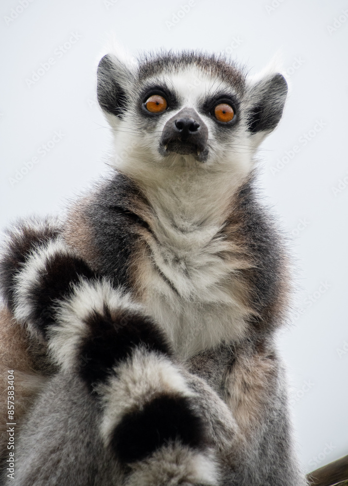 Obraz premium A portrait of a ring tailed lemur