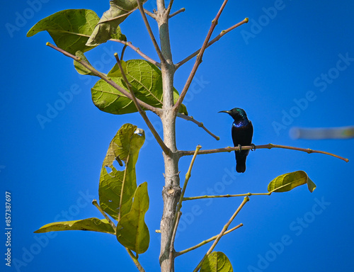 Beautiful purple sunbird with vibrant colors  photo