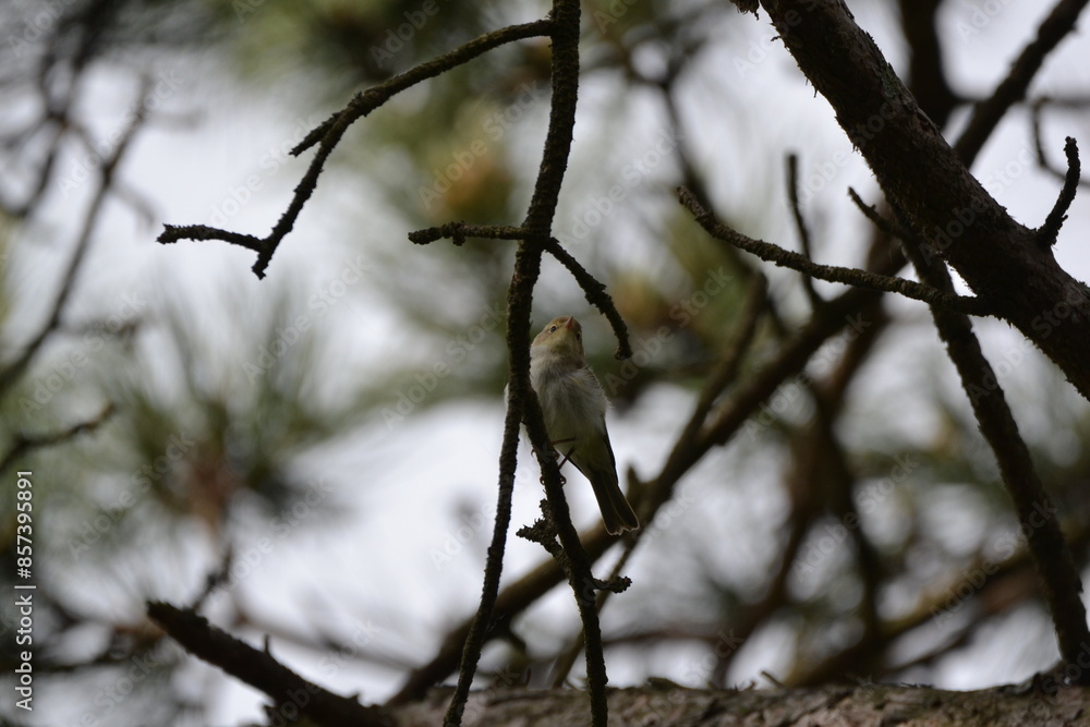 Bird Bird