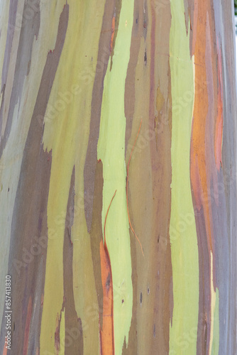 Photography Trunk and bark，Eucalyptus deglupta is a species of tall tree, the rainbow eucalyptus, Mindanao gum, or rainbow gum that is native to the Philippines, Indonesia, and Papua New Guinea