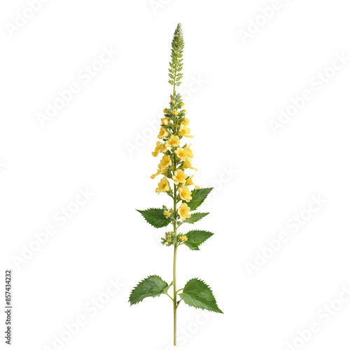 verbascum sinatum on white background flower yellow Dziewanna png photo