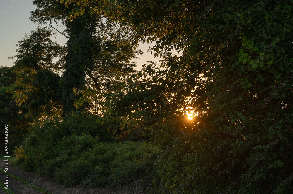 Obraz premium sun shining through trees