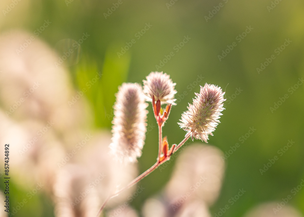 flowers in the grass