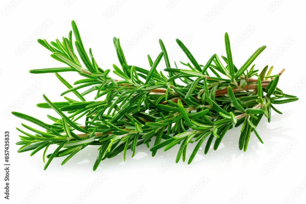 Rosemary sprigs isolated on white background Rosemary sprigs isolated on white background