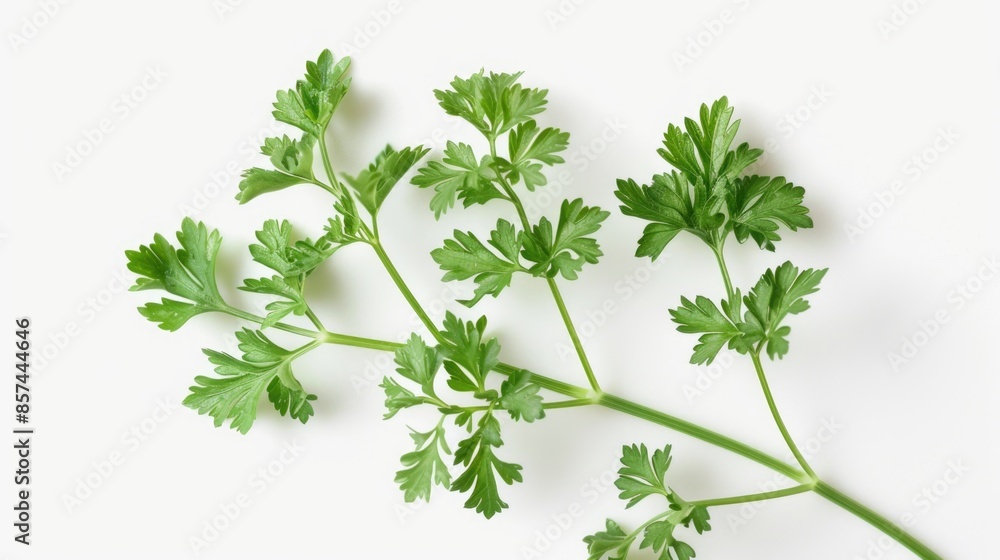 A bunch of green leaves on a white surface A bunch of green leaves on a white surface