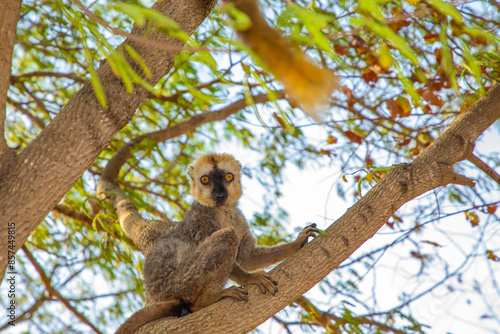 Red-bellied Lemur Eulemur rubriventer, Cute primate. photo