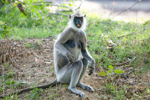 black faced grey langur monkey in Yala National Park, Sri Lanka
