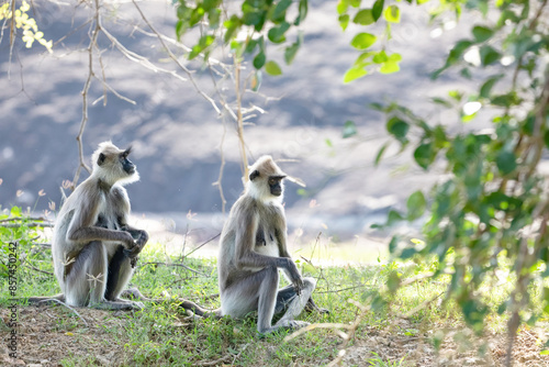 black faced grey langur monkey in Yala National Park, Sri Lanka photo