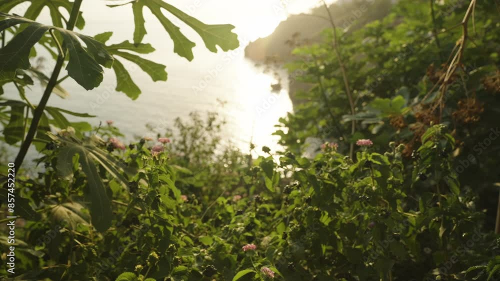Coastal Landscape at Sunset Through Bushes with Green Leaves and Flowers, Illuminated by Soft Light of the Setting Sun. In the Distance, Beyond the Bushes, the Shoreline and Sea Are Visible, Sun Glint Coastal Landscape at Sunset Through Bushes with Green Leaves and Flowers, Illuminated by Soft Light of the Setting Sun. In the Distance, Beyond the Bushes, the Shoreline and Sea Are Visible, Sun Glint