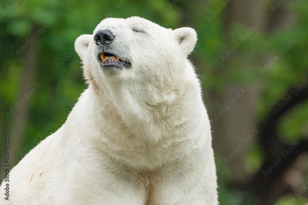 Polar Bear takes a rest Polar Bear takes a rest